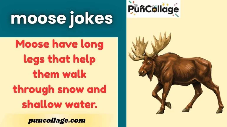 moose jokes
